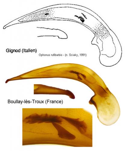 Réf. 220 118 : Ophonus rufibarbis